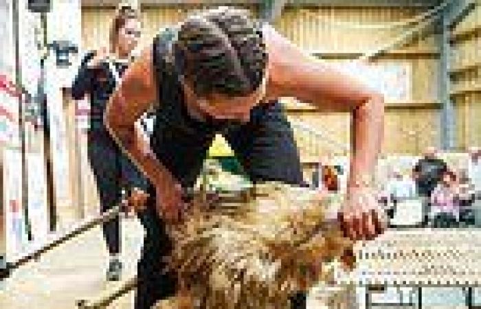 Wednesday 21 September 2022 07:47 PM British woman smashes world's sheep shearing record buzzing through 370 sheep ... trends now