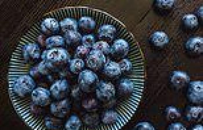 Wednesday 21 September 2022 08:14 PM Eating wild blueberries each day can reverse cognitive decline in elderly ... trends now