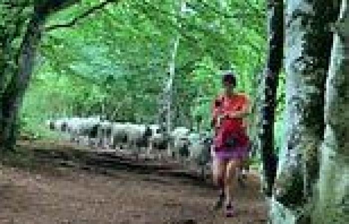 Monday 26 September 2022 04:02 PM Jogger is left bewildered after entire flock of 100 SHEEP start running after ... trends now