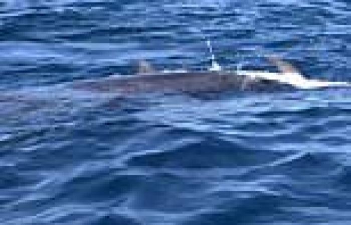 Wednesday 28 September 2022 05:32 PM Heartbreaking video captures a mother dolphin pushing the body of her dead calf trends now
