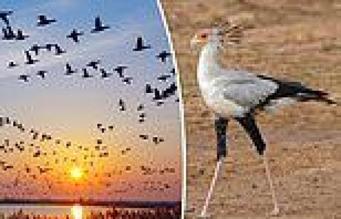 Wednesday 28 September 2022 09:44 PM HALF of the world's birds are in decline with 1 in 8 species moving 'faster' to ... trends now