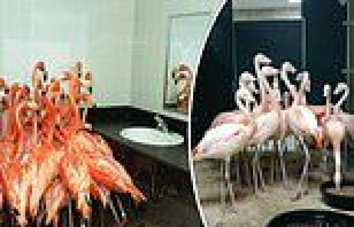 Thursday 29 September 2022 09:08 PM Flamingos hunker down in the toilets of St. Petersburg botanical garden during ... trends now