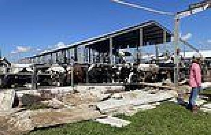 Wednesday 5 October 2022 06:00 AM Florida dairy farm loses 250 cows in Hurricane Ian trends now