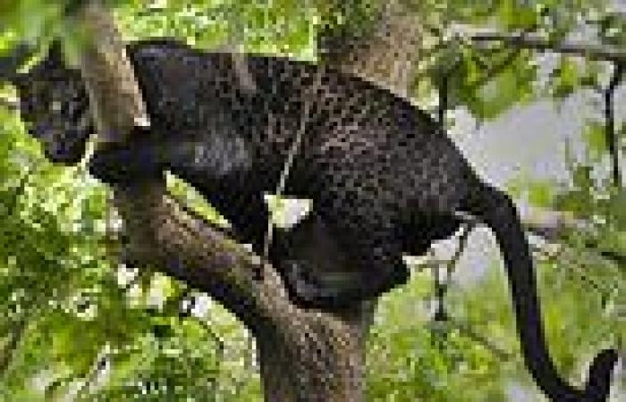 Thursday 6 October 2022 12:28 PM Rare black leopard, named Bagheera after the Jungle Book character, is spotted ... trends now