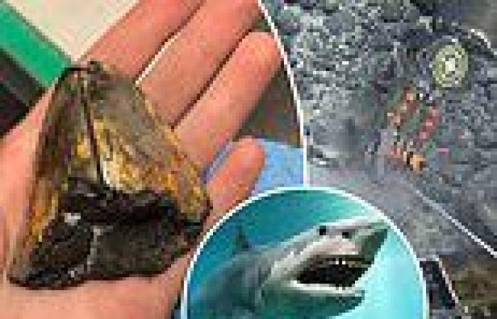 Thursday 6 October 2022 10:31 PM Massive tooth from extinct megalodon shark discovered 10,000 feet beneath the ... trends now