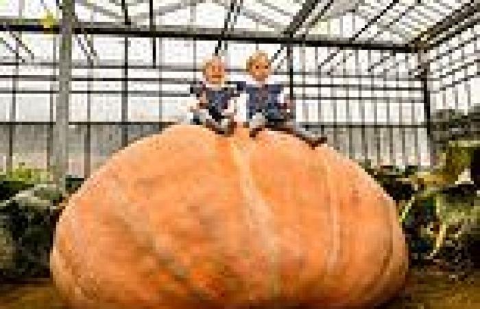 Thursday 6 October 2022 11:52 AM Britain's biggest pumpkin that weighs 2,656lbs causes traffic chaos after ... trends now