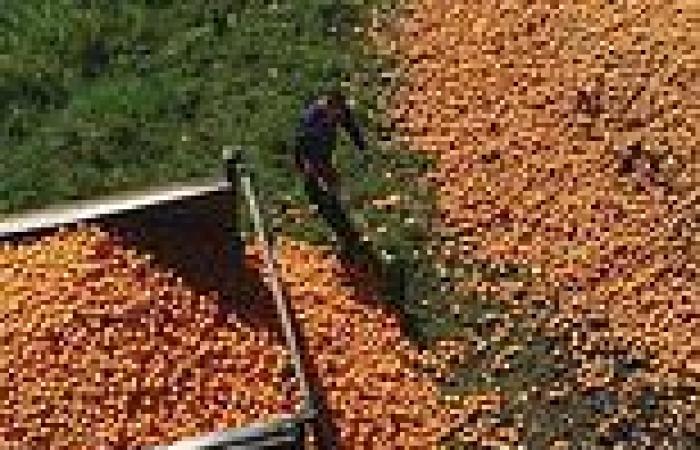 Friday 7 October 2022 01:40 AM Oranges gone to waste: NSW farmers hit hard by La Nina resulting in damaged ... trends now