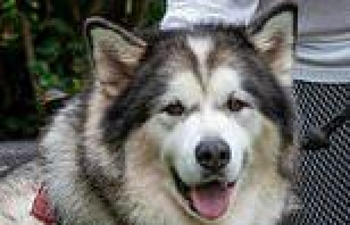 Friday 14 October 2022 07:58 PM Meet Britain's bravest dog: Strom an Alaskan Malamute chases burglars to ... trends now