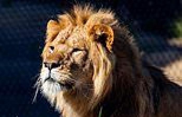 Thursday 10 November 2022 11:20 AM Taronga Zoo lion escape: Sydney zoo reveals the way five lions managed to get ... trends now