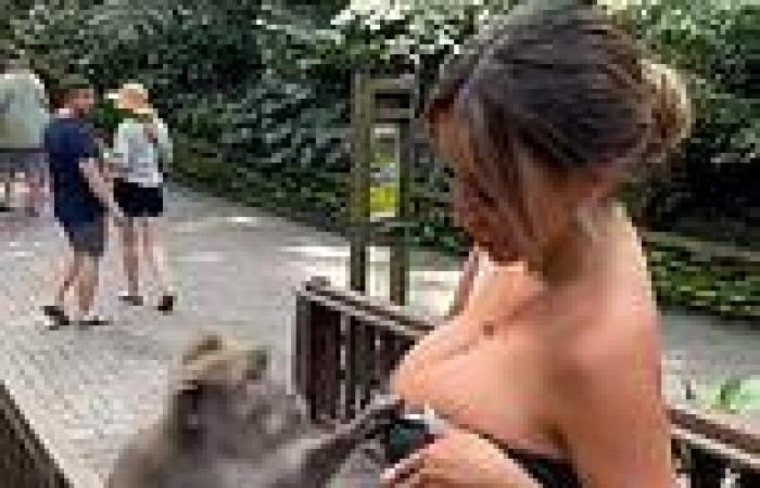 Friday 11 November 2022 09:59 AM VERY cheeky monkey tries its hardest to expose model's breasts by pulling her ... trends now