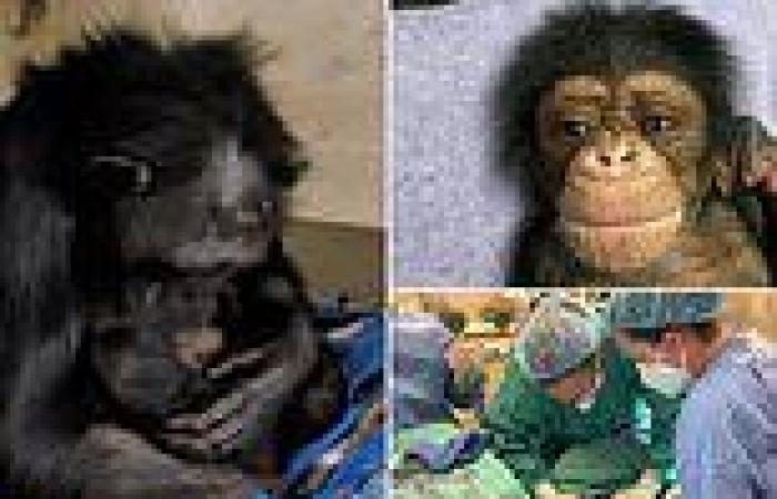 Friday 18 November 2022 02:02 PM Moment adorable newborn chimpanzee is reunited with mom at Kansas zoo after ... trends now