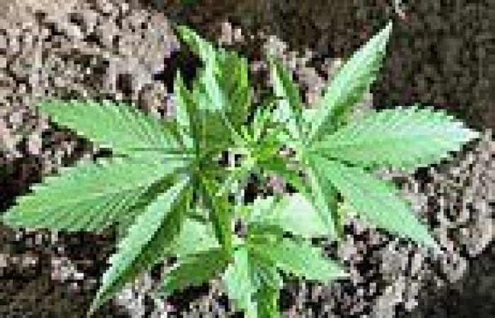 Thursday 24 November 2022 08:02 PM Cannabis plants could help fight climate change by absorbing carbon dioxide trends now