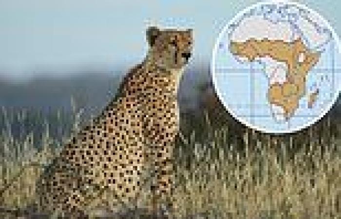 Friday 25 November 2022 08:56 AM Cheetahs could soon be EXTINCT in the African Savannah, study reveals trends now