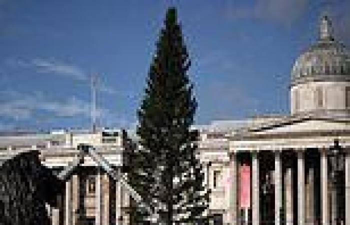 Monday 28 November 2022 07:35 PM Trafalgar Square's 'pathetic' Christmas Tree mocked by Londoners after arriving ... trends now