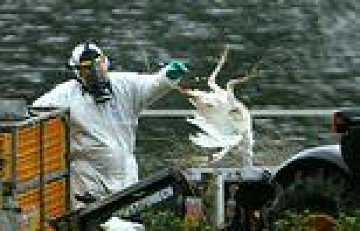 Bird flu wipes out half of free-range stock... threatening festive feast for ... trends now