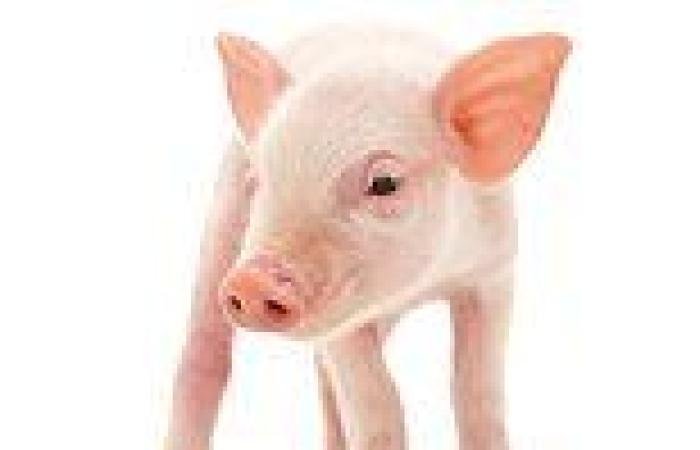 A piglet had to be weaned of alcohol after owner fed the pet a diet of wine and ... trends now