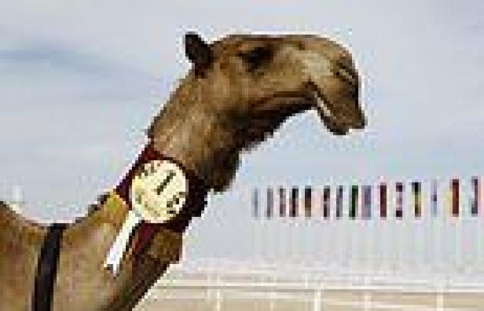 Forget the football...Qatar is also hosting the 'camel BEAUTY World Cup'! trends now