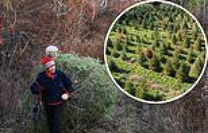 Christmas trees are set to cost 20 percent more in the US because of the ... trends now