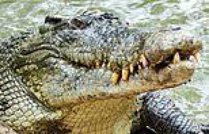 Western Australian man attacked by crocodile enjoys cold beer at the pub ... trends now