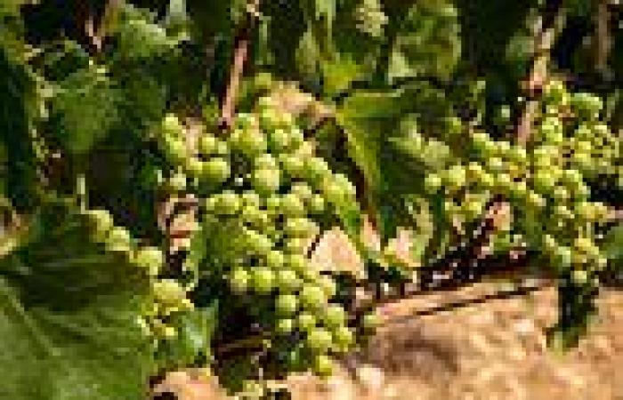 Climate change means Chardonnay grapes could be grown near Birmingham by 2050  trends now