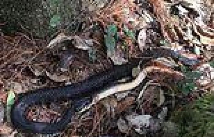 Rare rainbow snake to swallow long, slimy eel whole in Georgia wildlife video trends now