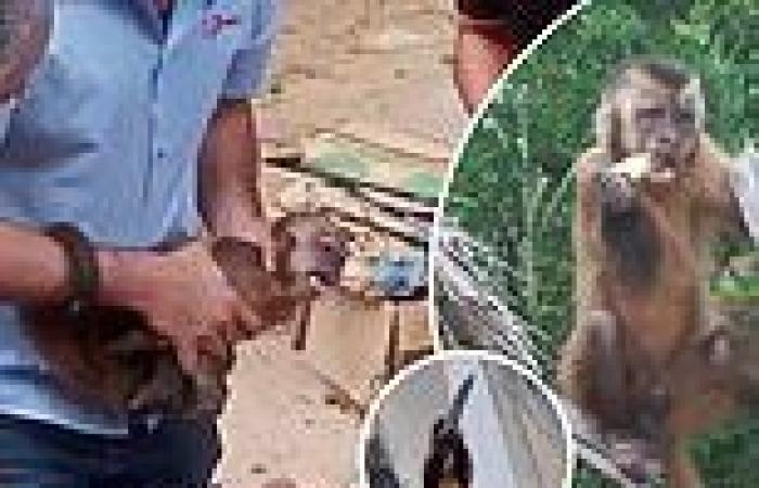 Knife-wielding monkey that terrorized neighborhood in Brazil is feared to be ... trends now