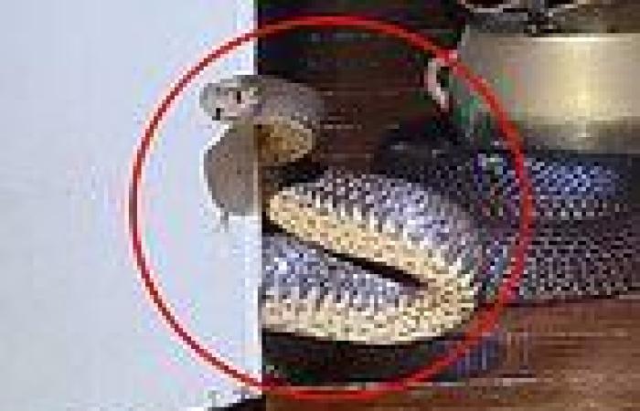 Only in Australia: Defensive brown snake is captured guarding the doorway to a ... trends now