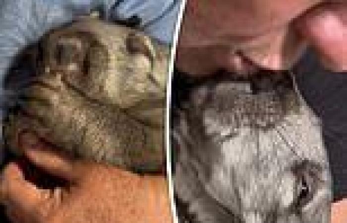 Heartbreaking moment orphaned baby wombat sucks its thumb in the arms of a ... trends now