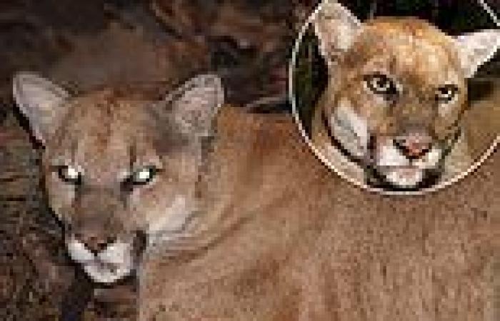 'Hollywood cat,' a California mountain lion that's killed two dogs, needs to be ... trends now