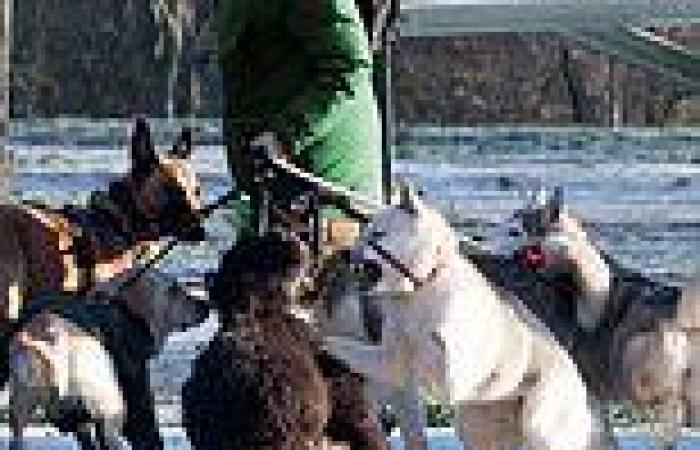 Dog walker battled to control six snarling animals, MARK EDMONDS asks how long ... trends now
