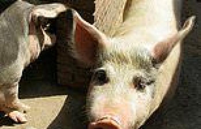 Pig wakes up at slaughterhouse and kills butcher in Hong Kong trends now