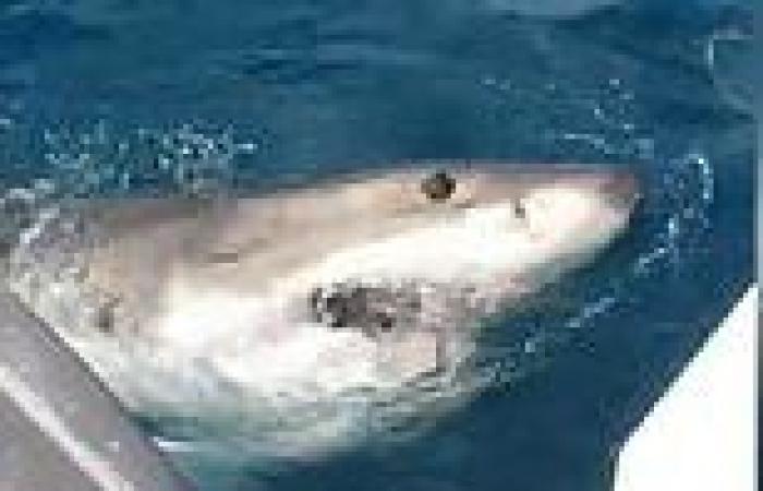 Two fisherman stalked by a great white shark as it bites at their boat's ... trends now
