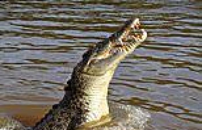 NT crocodile egg collector rushed to Sydney hospital after being mauled trends now