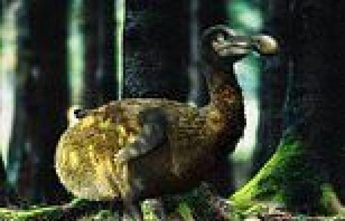 Scientists begin project to bring back the extinct dodo trends now