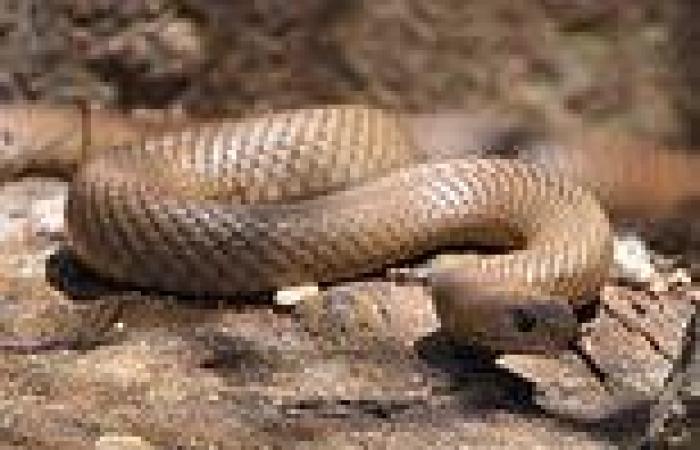 Vincent Price killed by eastern brown snake in Kensington Grove, Queensland, ... trends now