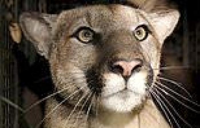 Second mountain lion attacks a young boy in California in less than a year trends now