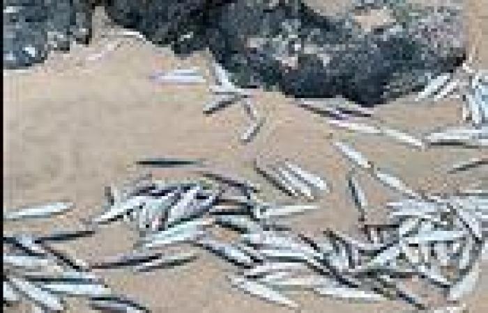 Why have hundreds of small fish washed up dead on a Cornwall beach? trends now