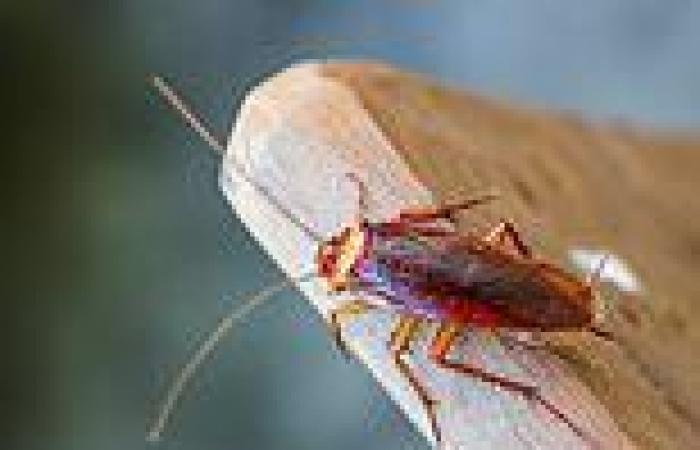 Scorned lovers can name a cockroach after their ex and feed it to animals at ... trends now