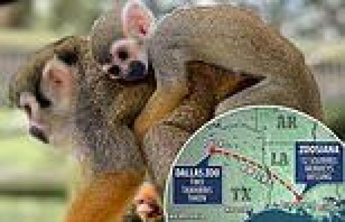 Now 12 squirrel monkeys are missing from Louisiana Zoo days after two were ... trends now