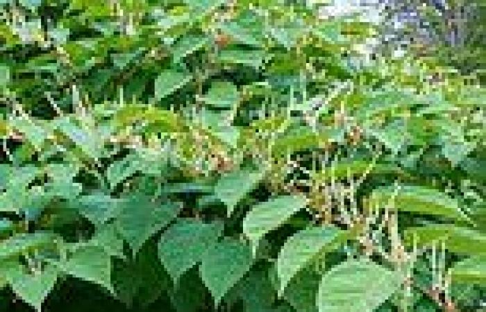 Could YOU spot Japanese Knotweed taking root in your garden? trends now