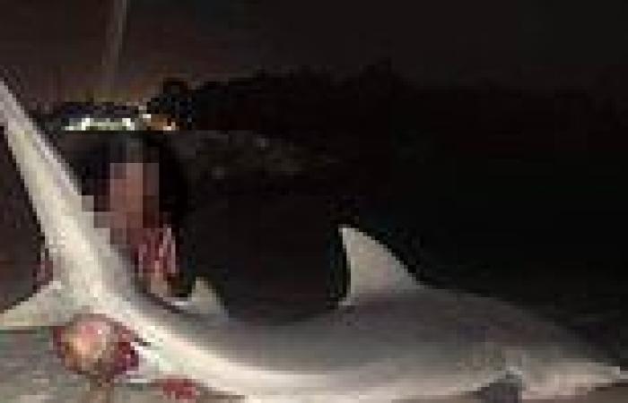 Swan River WA: photo shows fisherman posing with bull shark caught near where ... trends now
