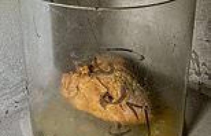 Rotting organs stored in jars lie among remains of morgue abandoned 13 years ... trends now