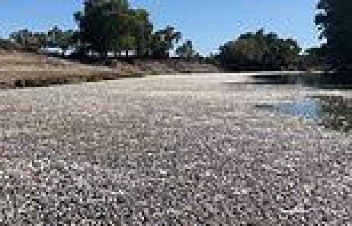 Darling River, Menindee: One million fish found dead in water catchment as ... trends now