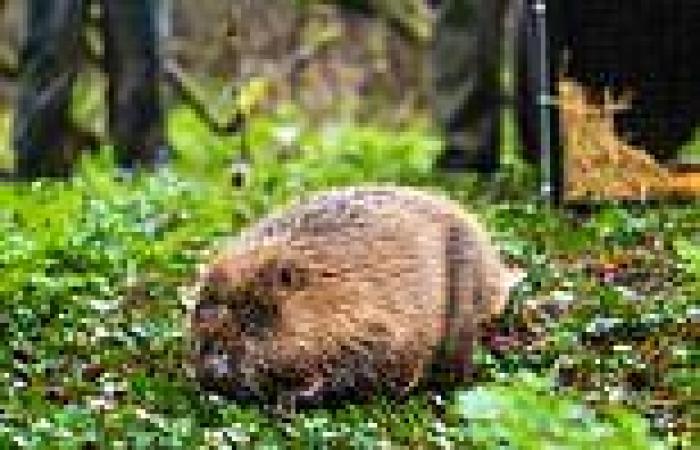 Beavers are being reintroduced to LONDON  - and you'll be able to go see them ... trends now