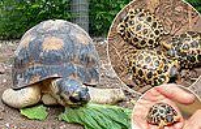 90-year-old tortoise named Mr. Pickles becomes a father of three with his ... trends now