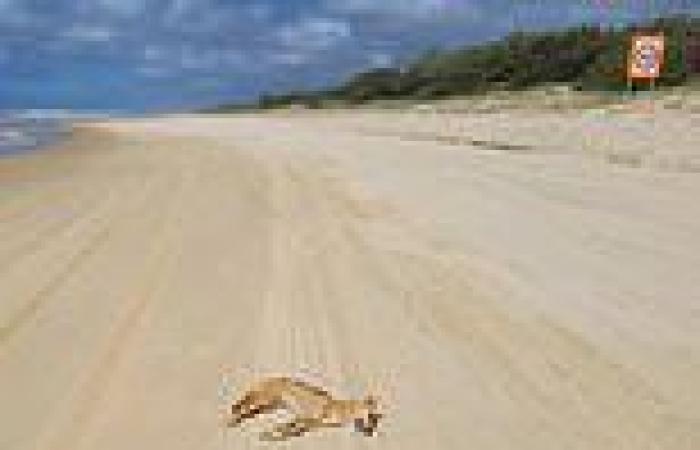 Fraser Island photo shows heartbreaking impact of humans on local dingoes trends now