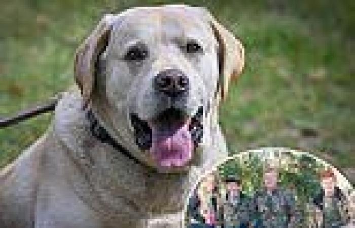 Murdaugh family's lab Bubba is seen living his new life with their former ... trends now