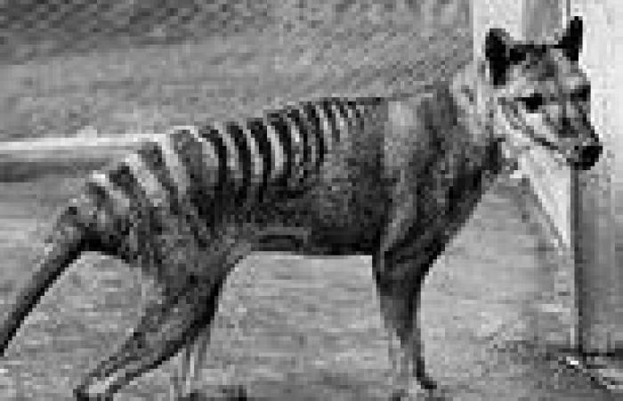 Extinct Tasmanian tiger may have lived into the 2000s, study of more than 1,200 ... trends now