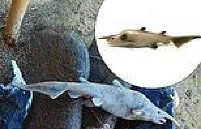 Scientists retract photo of 'first goblin shark seen in the Med' as it could ... trends now