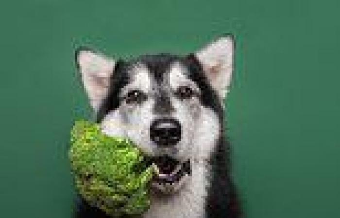 Why scientists say you should feed your dog these vegetables instead of ... trends now